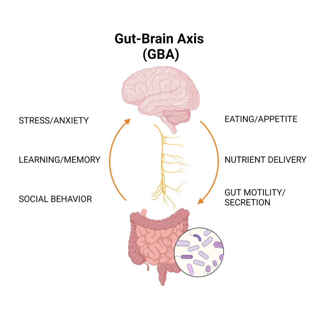 Diagram illustrating the gut-brain axis connection