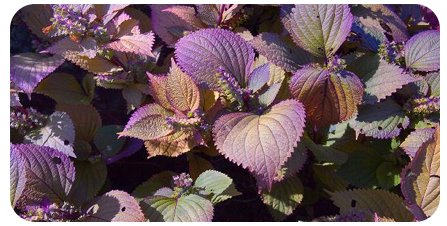 Benegut perilla leaf extract