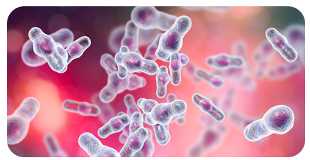 Inulin and FOS prebiotic complex