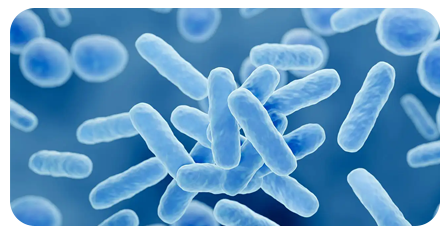 Lactomax probiotic blend